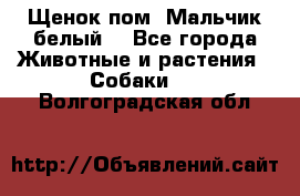 Щенок пом. Мальчик белый  - Все города Животные и растения » Собаки   . Волгоградская обл.